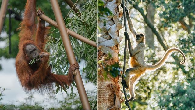 Side-by-side comparison showing a tailless orangutan (left) hanging from tree branches and a monkey (right) climbing with its long tail clearly visible, demonstrating the key difference between apes and monkeys.