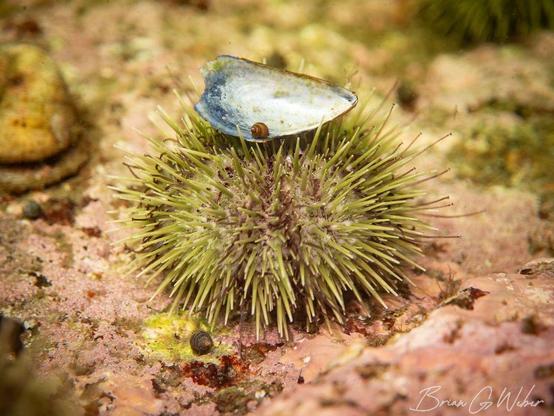 A green urchin crawling on an algae covered rock with a sliver of mussel shell on top. On top of the shell is a tiny snail. It's rare that an urchin is a speed upgrade, but this snail is making serious progress.