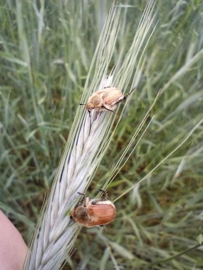 Na zdjęciu dwa chrabąszcze koloru brązowego. Siedzące na kłosie. Prawdopodobnie gatunku guniak czerwczyk. W tle zboże.