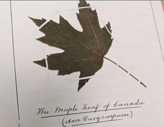 A pressing of a canadian maple leaf (from page 364 of the diary mentioned in the blog post). Writing appears beneath it that reads "The maple leaf of Canada". Copyright is  Bank of England Archive