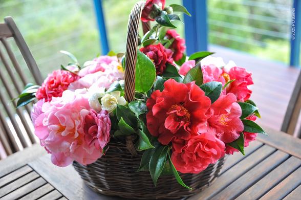 An assortment of camellias and azaleas from the house garden, reds and pinks, gathered in a basket on the deck.