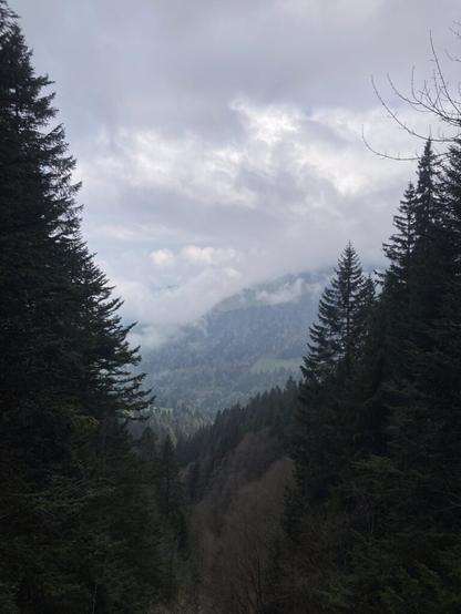 View from between the trees on the way up from Hauts-De-Caux