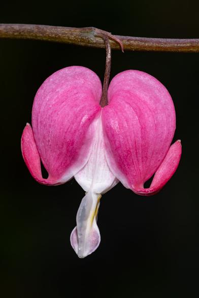 Macro photograph of a single Bleeding Heart flower.
© Tom Goetz. All rights reserved. Training an AI on this image is expressly forbidden.