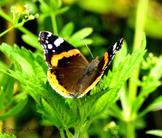 The forewing of this butterfly bears on a black ground an oblique vermilion band and a group of white subapical spots. On the hindwing the larger portion of the distal margin is red, with a row of small black spots and at the anal angle an elongate blue spot. The underside is partly variegated with blue; the forewing is on the whole similar in markings to the upper, while the hindwing is brightly variegated and clouded, bearing black markings, of which those in the cell resemble a figure (on the left wing 18 or 98, on the right 81 or 89); in the middle of the costal area there is a pale patch and in the distal marginal area a row of ocellus-like spots. Sometimes, especially in the female, the red band of the forewing bears a small white spot in the middle