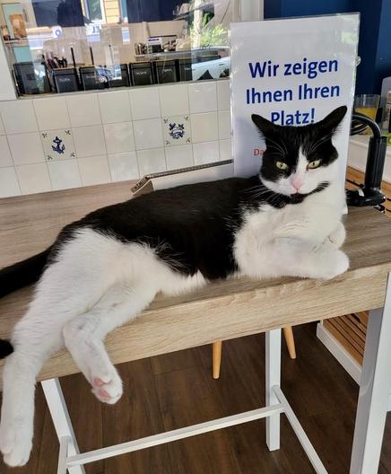 A black and white cat lounges on a wooden counter next to a sign in German that reads "Wir zeigen Ihnen Ihren Platz!" (We'll show you to your table!).