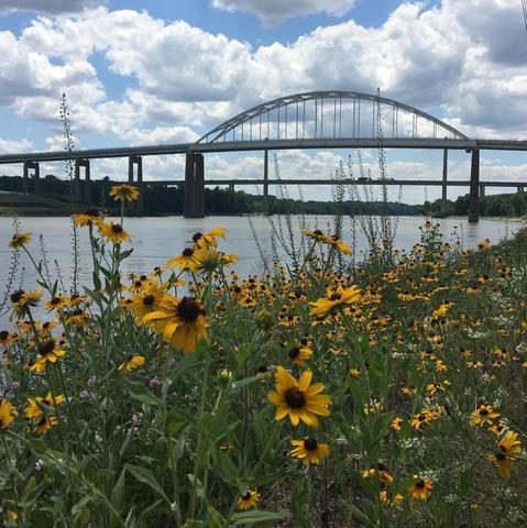 In the distance, a bridge crosses a canal.  Beyond that, a second bridge crosses the canal.  And beyond that is a light blue sky dominated by fluffy, white clouds.  Up close, the shot is taken from the bank of the canal and through a cluster of black-eyed susan flowers which have brown centers, bright yellow petals and green stems and leaves.