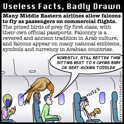 Many Middle Eastern airlines allow falcons to fly as passengers on commercial flights.
The prized birds of prey fly first class, with their own official passports. Falconry is a revered and ancient tradition in Arab culture, and falcons appear on many national emblems, symbols and currency in Arabian countries.