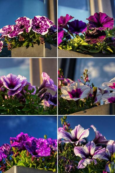 A six-panel collage showcases vibrant petunia flowers in close-up, under a bright blue sky reflected in a window.
The top left panel features purple petunias with white speckles and borders, some still in bud, within a dark planter.
The top right shows deep purple petunias with ruffled edges, glittering like velvet, also in a planter.
The middle left highlights delicate light purple petunias with darker purple throats, some still unfurling.
The middle right presents white petunias with prominent purple throats, basking in sunlight.
The bottom left displays numerous dark purple petunias with white speckles.
The bottom right focuses on white and light purple petunias with distinct purple veining, creating a soft, colourful arrangement.
All images capture the textures and colours of the blooms against a clear sky, suggesting a sunny morning.