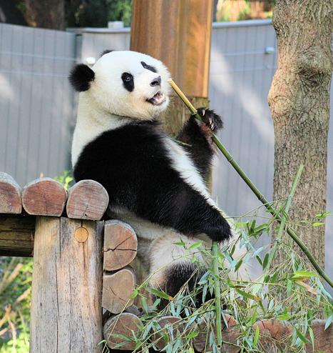 Giant panda Qing Bao is leaning back against the wooden platform in her yard holding a stalk of bamboo in her left paw and looking very relaxed.