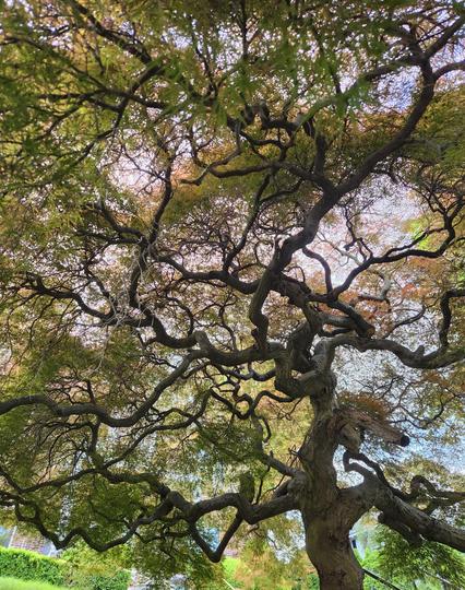 Looking up from under a tree that has spread it's branches across our whole field of view. From the trunk the branches spread upwards and outwards, but not a single one grows straight....they all twist and turn as if something has come in and stirred them around.