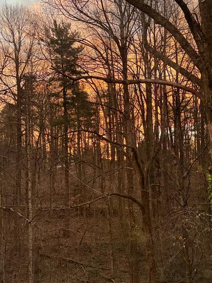 A dense forest of bare trees silhouetted against a vibrant orange and pink sunrise sky, creating a serene and reflective mood.