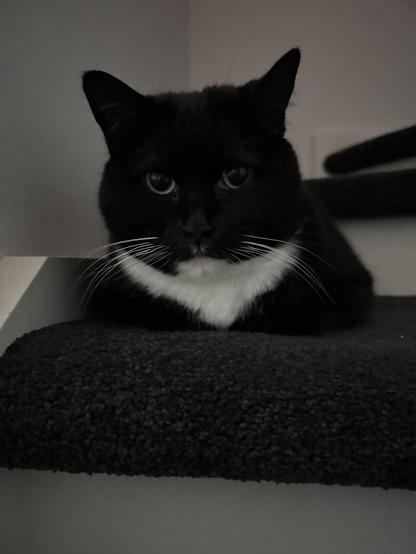 A photo of a black and white tuxedo cat. She is loafing on a carpeted step of a staircase looking at the camera.