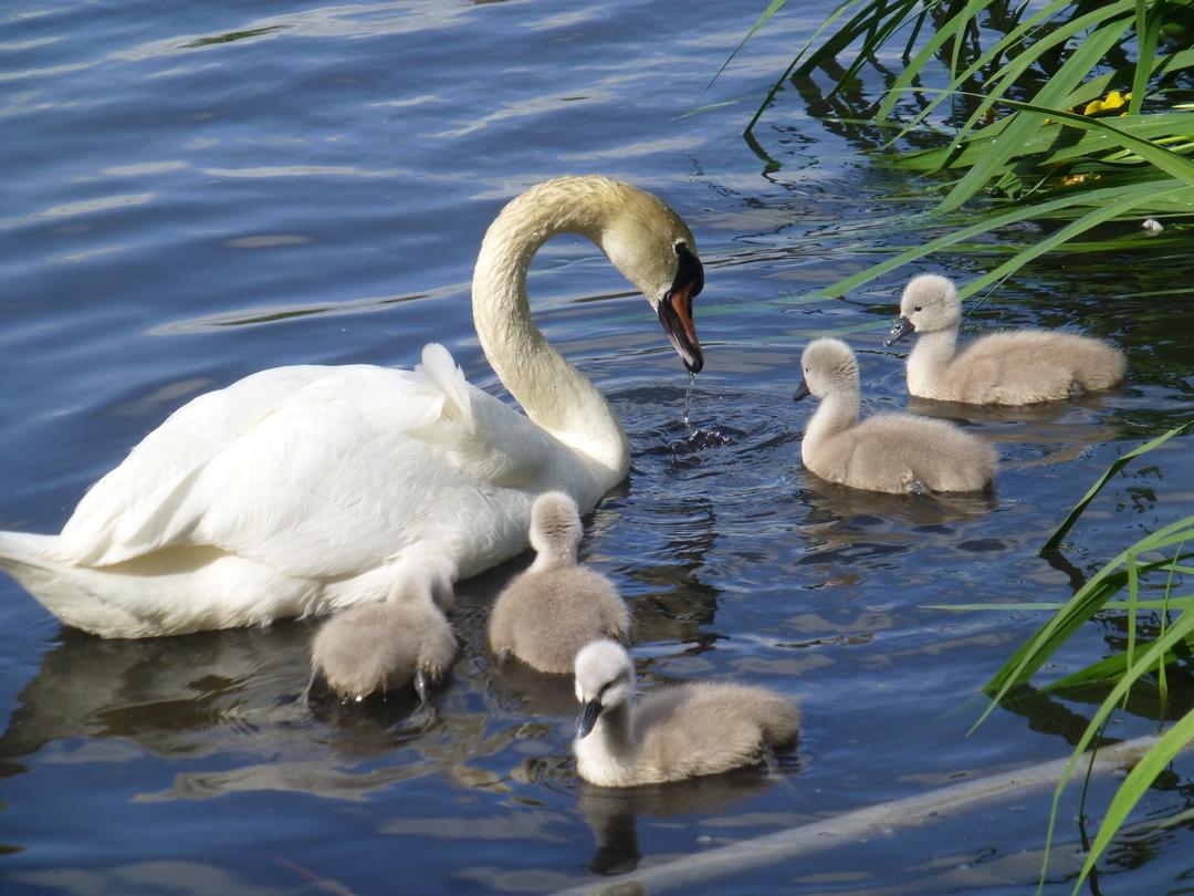 The group is seen from the side. The swan has its head just out of the water. The cygnets are all on this side of the swan, near the head. Some iris leaves are also visible.