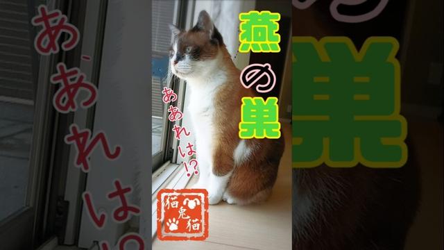 毎日見守ってます #にゃるそっく      #oshinoko #cover #anime #music #animesong #tnr #cat #猫のいる暮らし #スノーシュー猫 #保護猫