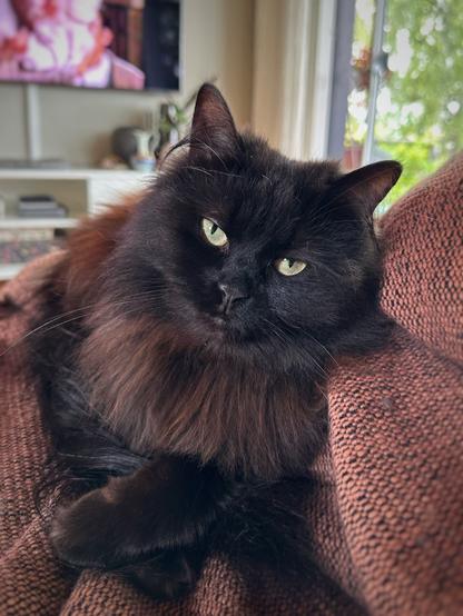 A flirty longhaired black cat looking directly into the camera with greenish yellow eyes. The cat is on her tummy with her front paws crossed in front.