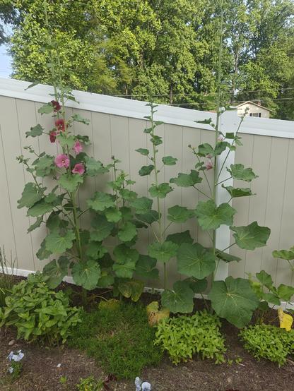 Several hollyhock plants, some taller than the beige fence behind them. A couple of them have flowers. In front and much shorter are some zinnias and phlox, both not in bloom, alternating