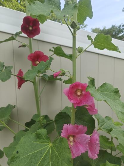 Close-up of the red and dark pink flowers