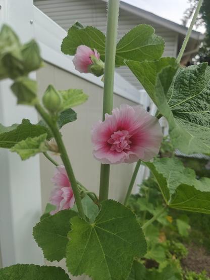 Close-up of the pale pink flowers