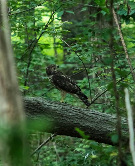 A Red-Shouldered Hawk perched on a fallen tree in a forest with its head rotated seemingly 180 degrees backwards.