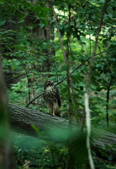A front shot of the hawk looking stoic af.