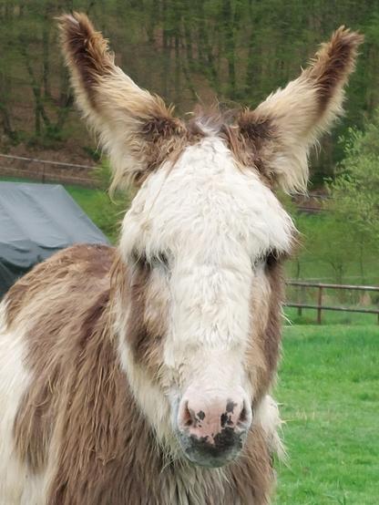 Portrait of a white-brown donkey. The large ears are on reception.
Portrait eines weißbraunen Esels. Die großen Ohren stehen auf Empfang.