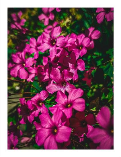 The photo is a close-up shot of a cluster of vibrant pink flowers, pink sorrel, densely packed together.  The flowers are the central focus, filling most of the frame. The background is blurred, showing dark green foliage and makes the flowers stand out even more. The flowers in the centre are detailed but as you pan out from the centre the flowers get blurrier and lose their details.