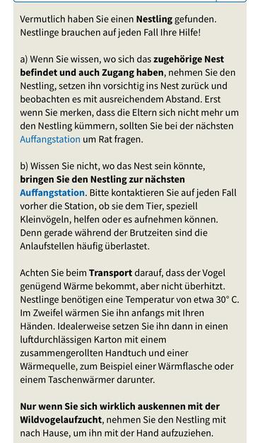 Vermutlich haben Sie einen Nestling gefunden. Nestlinge brauchen auf jeden Fall Ihre Hilfe!

a) Wenn Sie wissen, wo sich das zugehorige Nest befindet und auch Zugang haben, nehmen Sie den Nestling, setzen ihn vorsichtig ins Nest zurtick und beobachten es mit ausreichendem Abstand. Erst wenn Sie merken, dass die Eltern sich nicht mehr um den Nestling kimmern, sollten Sie bei der nachsten Auffangstation um Rat fragen.

b) Wissen Sie nicht, wo das Nest sein kdnnte, bringen Sie den Nestling zur nachsten Auffangstation. Bitte kontaktieren Sie auf jeden Fall vorher die Station, ob sie dem Tier, speziell Kleinvogeln, helfen oder es aufnehmen kénnen. Denn gerade wahrend der Brutzeiten sind die Anlaufstellen haufig liberlastet.

Achten Sie beim Transport darauf, dass der Vogel gentigend Warme bekommt, aber nicht tiberhitzt. Nestlinge benétigen eine Temperatur von etwa 30° C. Im Zweifel warmen Sie ihn anfangs mit Ihren Handen. Idealerweise setzen Sie ihn dann in einen luftdurchlassigen Karton mit einem zusammengerollten Handtuch und einer Warmequelle, zum Beispiel einer Warmflasche oder einem Taschenwarmer darunter.

Nur wenn Sie sich wirklich auskennen mit der Wildvogelaufzucht, nehmen Sie den Nestling mit nach Hause, um ihn mit der Hand aufzuziehen.