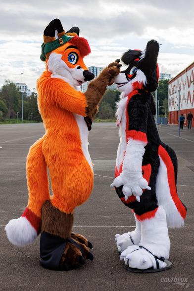 Colto Fox (tall orange, white, brown and red fox fursuiter) bapping Baxter Wolf (black, red and white wolf fursuiter), both in full fursuits standing on a netball court.