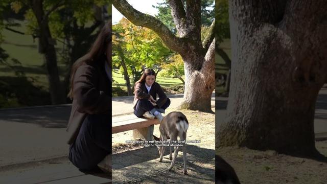 NARA 🦌 QUICK GUIDE 🇯🇵 #japantravel #japantips #naradeerpark