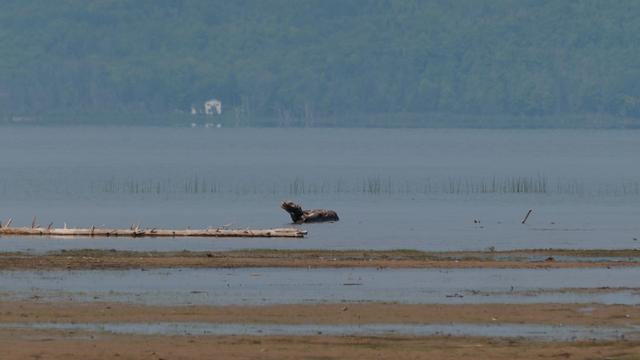 A greyish photo of a sandy beach with the close opposite shoreline barely visible. There is a white house surrounded by forest.
In the foreground in the water lies a large chunk of wood looking like an animal with it's head raised.