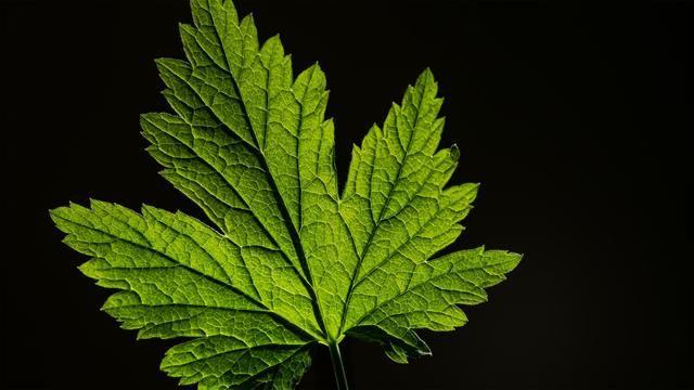 Bright green leaf against a black background, displaying seven pointed lobes and prominent veins radiating from the center. The leaf edges are serrated, creating a sharp contrast with the dark backdrop.