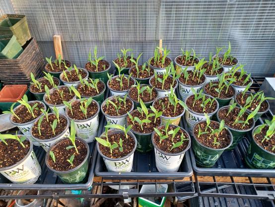 Oblique view of 3 dozen (almost) 4 inch / 10cm diameter plastic plant pots sitting in three trays on a greenhouse bench.  Each pot has 5 sweetcorn seedlings growing.  The seedlings are about 2 inches / 5 cm tall.  They were planted about 10 days ago, and will be planted out in the garden in about 4 more days.