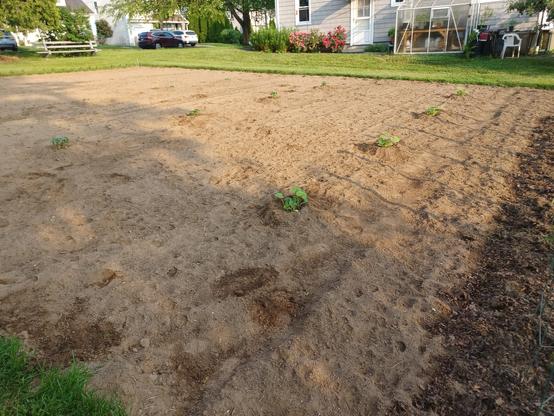A 1600 ft² / 148m² area of garden plot.  There are three rows, barely visible, of yellow squash, cucumbers, and butternut squash.  Each row has 4 "hills" of plants, each containing 6 plants.  They have lots of free space around each hill as these plants will eventually spread over the entire area.  Mon grass and a grey house with a small greenhouse attached in the background.  A park bench can be seen in the upper left-hand corner of the view.