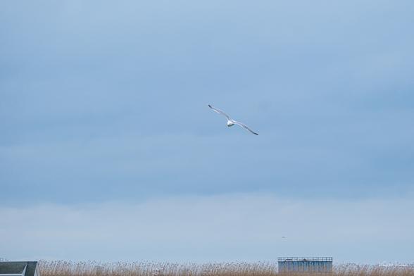 American Herring Gull in flight over coastal marsh with wings outstretched under a cloudy blue sky near Cape May