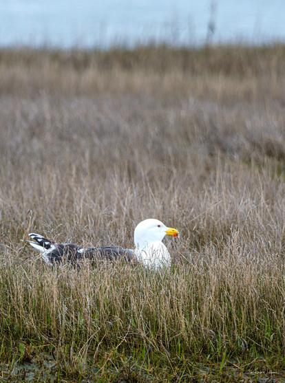 Great Black-backed Gull resting in salt marsh grass near coastal water.