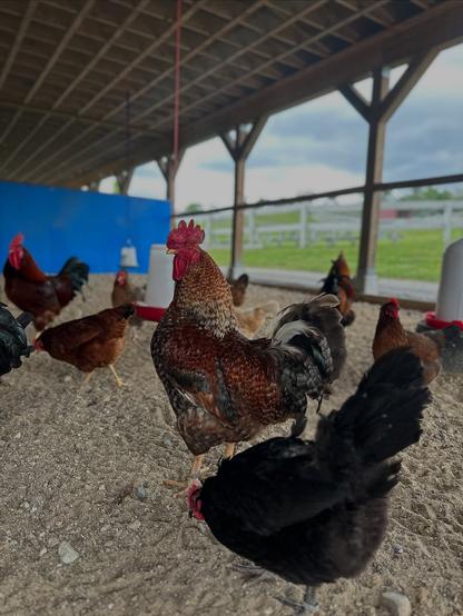 One of the chicken coops at Nevins Farm. About eight chickens are milling about. One with mostly brown patterned feathers but a black and white tail is standing up in the middle and looking toward the camera. Outside the coop, a blue sky with some white clouds is visible above green grass and white wooden fencing.