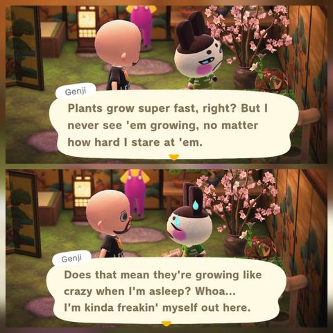 Collage of two Animal Crossing: New Horizons screenshots stacked vertically. Both show Genji (white rabbit with brown ears, blue eyes, and rosy pink cheeks) talking to a bald, light skinned, human villager with a rounded brown beard. They are in Genji's house with a golden screen wallpaper and a swampy floor. Next to Genji is a Cherry-blossom branches item. In the upper image, Genji is looking at them and says, "Plants grow super fast, right? But I never see 'em growing, no matter how hard I stare at 'em." In the lower image, Genji has turned around to face the human and is nervously sweating. Genji says in the lower image, "Does that mean they're growing like crazy when I'm asleep? Whoa...I'm kinda freakin' myself out here."