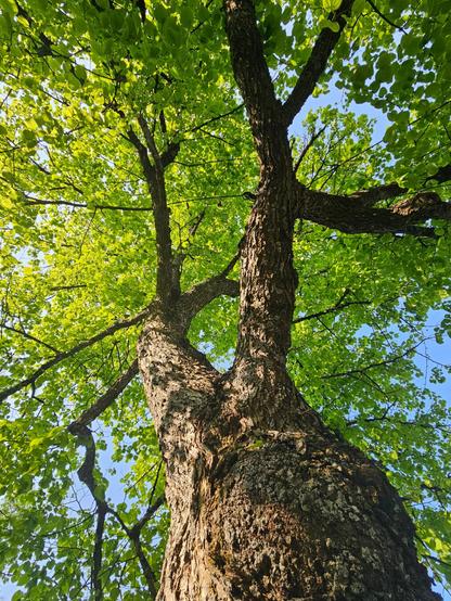 A photo taken upwards an old tree. Between the green leaves you  can see a little bit of blue sky