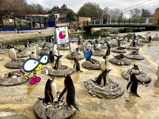 A photograph of the penguin enclosure at Edinburgh Zoo with lots of penguins and a superimposed illustration of the Maths Week Scotland mascot Finn Finity holding a notebook and pencil standing next to a flip chart.