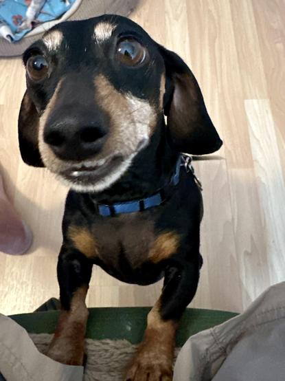 black & tan dachshund