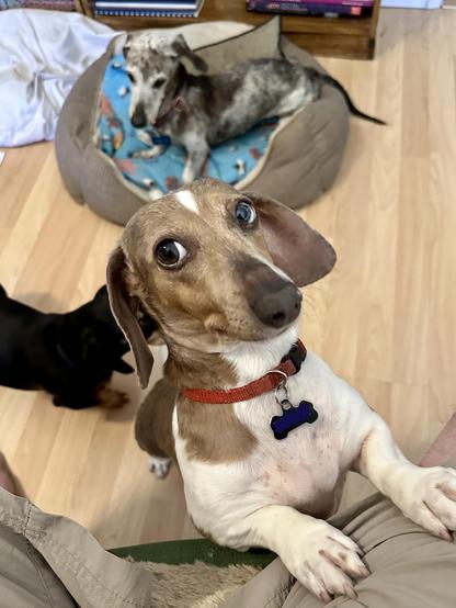 piebald dachshund