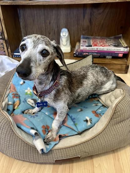 brindle dachshund