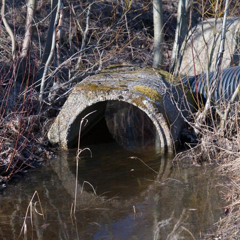 Moss-covered drainage pipe in a ditch in a wooded area, surrounded by thin, bare branches. Reflective water flows in the ditch.