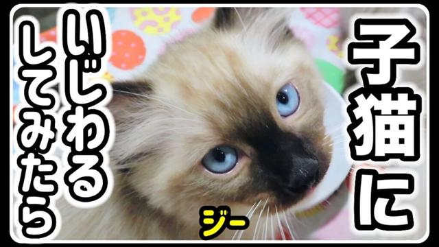 かわいいラグドールの子猫ちゃんたちを焦らしたらこうなりましたww #ラグドール #猫 #子猫