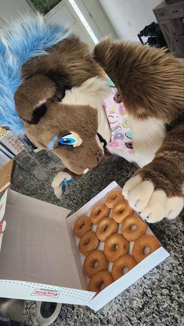 Lioness fursuiter opening box of Krispy Kreme donuts