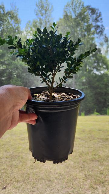 Same tree, same locale, more open now because there is only one trunk; instead of being bushy, it is more of a tree.
