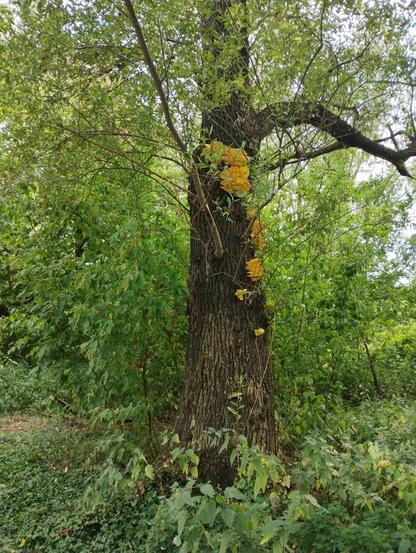 Shitton of yummy looking chicken if the woods on tree