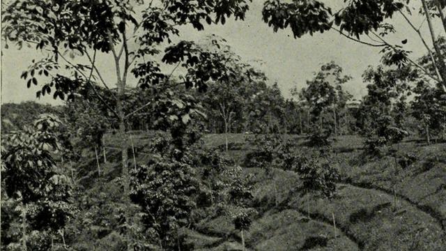 Plantation d’hévéas en 1913 en Asie du Sud-Est.