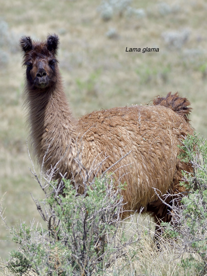 A llama stands guard and stares at the camera
