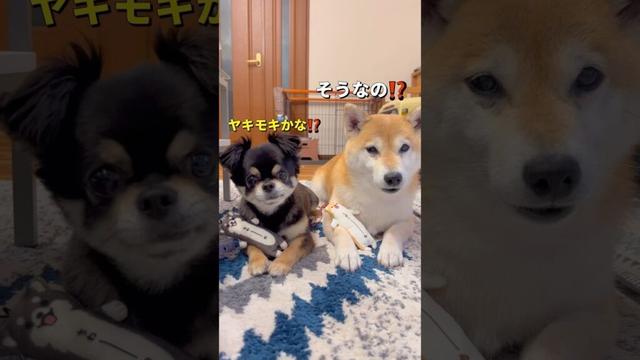 対抗意識⁉️🐶#柴犬 #チワワ #shorts